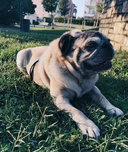 Molo Villa Novigrad Istria