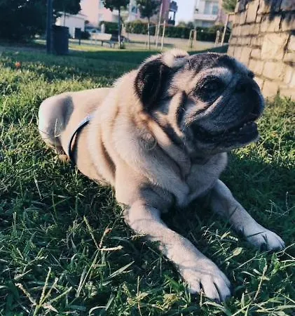 Molo Villa Novigrad (Istria)